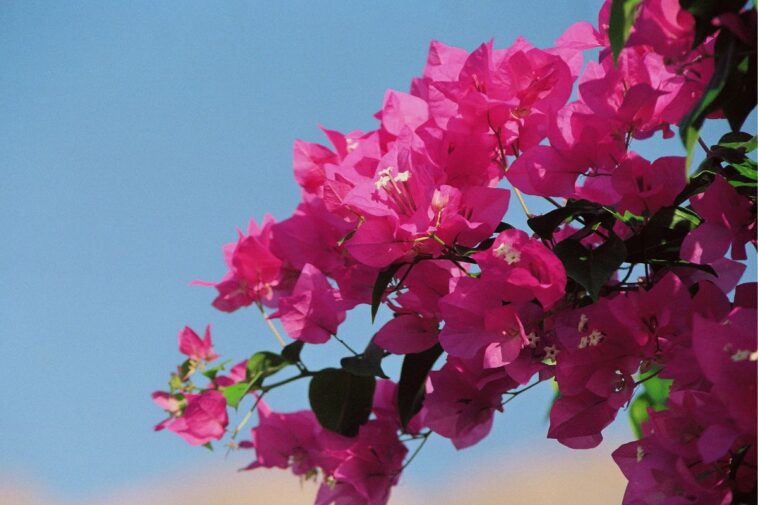 Visit The Bougainvillea Flower Show In Delhi